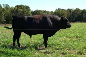 Fullblood Wagyu Bull Raised By JB Kobe Farms