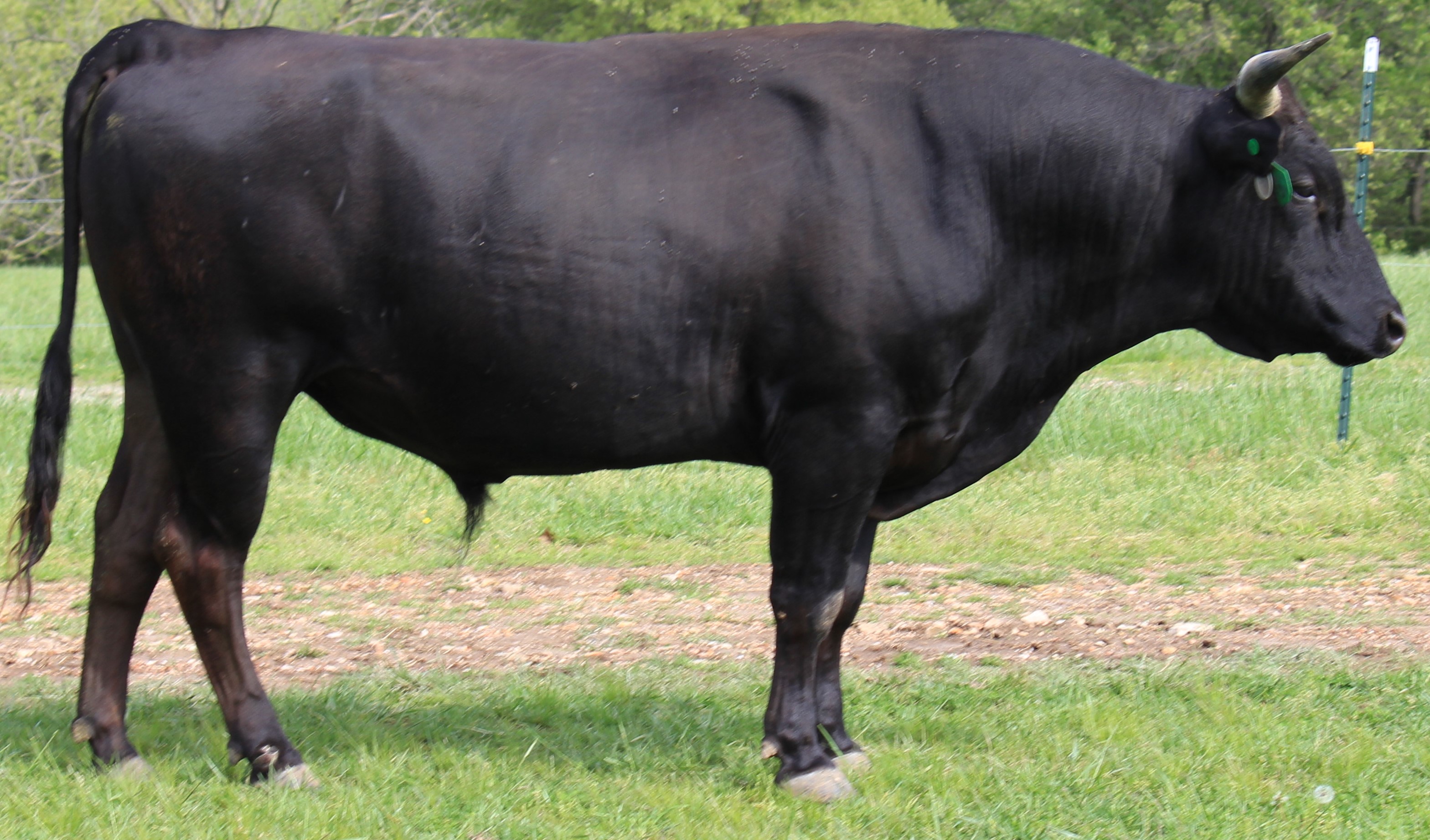 Wagyu Bull Artificial Insementaion Yasafuku x Fukutsuru 068