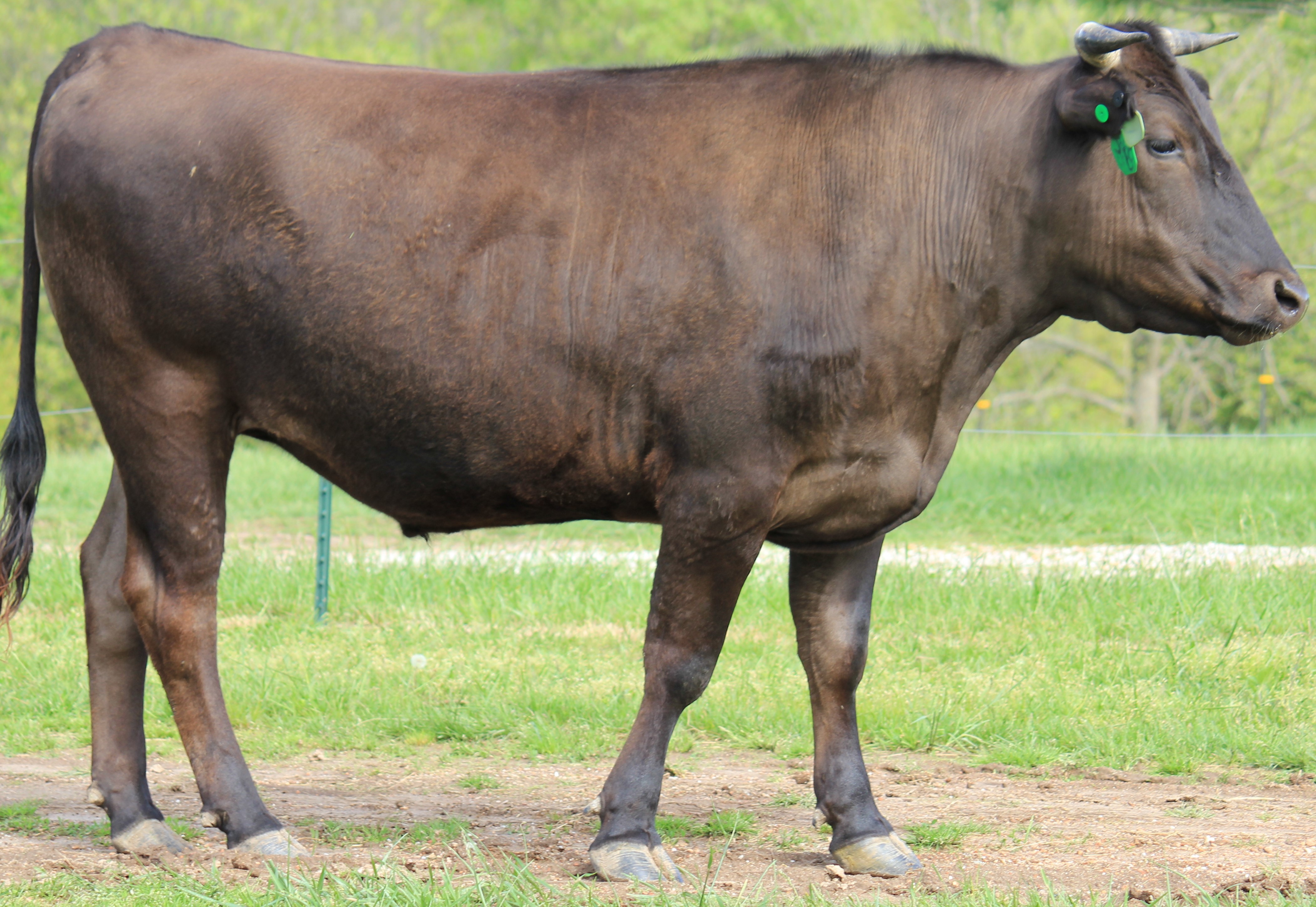 Wagyu Steer ready to butcher