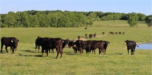 FB Wagyu Cattle on our ranch